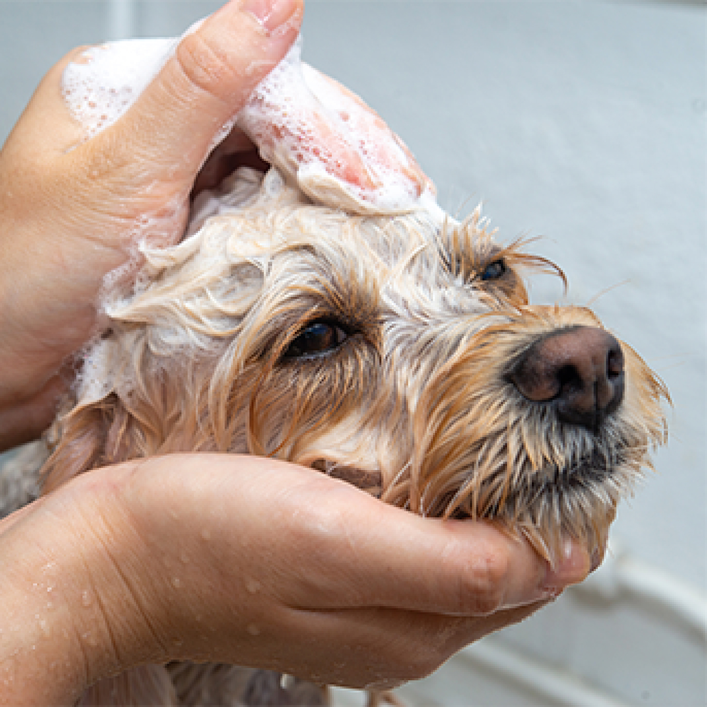 Perro criollo siendo bañado.jpg